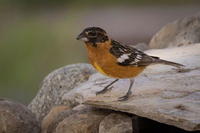 Black-Headed Grosbeak