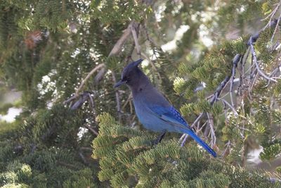 Steller's Jay