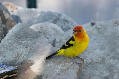 Tanagers, Cardinals, Grosbeaks, and Bunting