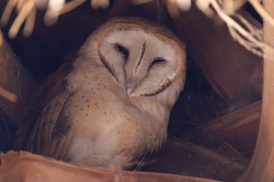 Barn Owl