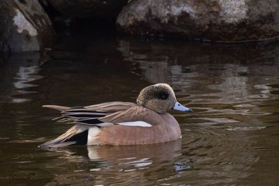 American Widgeon