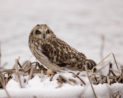 Short-Eared Owl