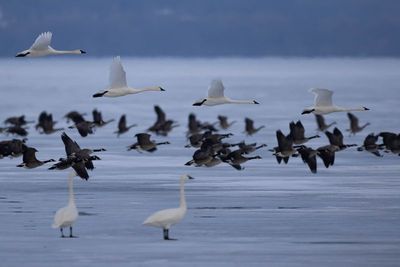 Ducks, Geese, and Swans