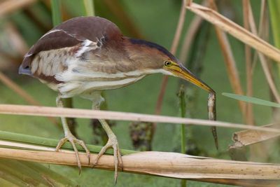 Least Bittern (female)
