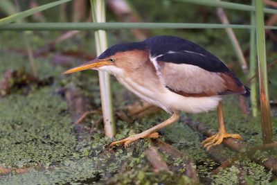 Wading Birds