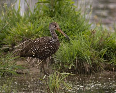 Limpkin