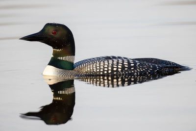 Common Loon