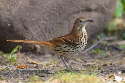 Mimics - Mockingbird, Catbird and Thrashers