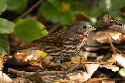 Fox Sparrow