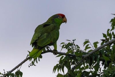 Parrots and Parakeets