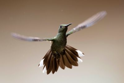 Scaly-Breast Hummingbird