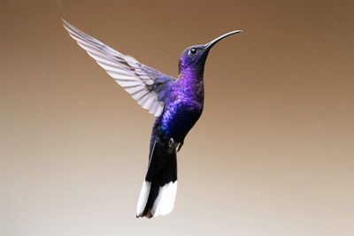 Violet Saberwing