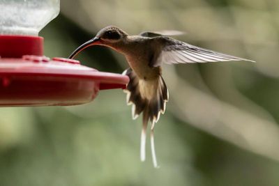 Hummingbirds