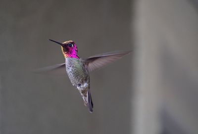 04_2020_Humingbird Backyard 0615.jpg