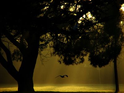 GoldGull_IMG_8878-DPC.jpg
