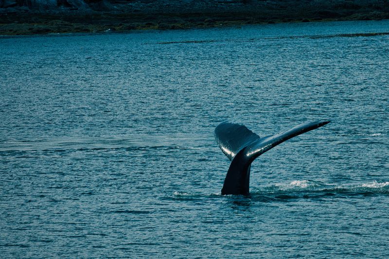 CRS_0720  Humpback Whale Tail