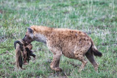AFR_5508 Spotted Hyena with leftovers