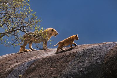 AFR_5259 Pride male and cub, Serengeti NP