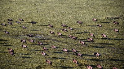AFR_5337 Wildebeest Migation: Serengeti NP