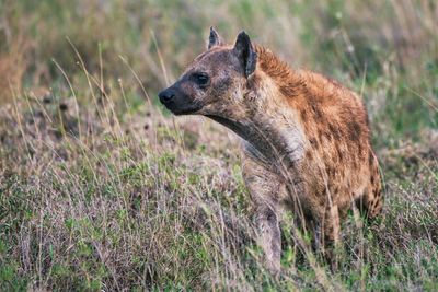AFR_5481 Spotted hyena