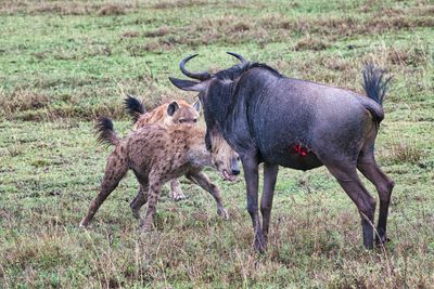 AFR_5962 Wildebeest fending off hyena