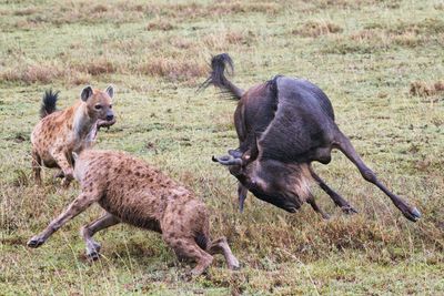 AFR_5963 Wildebeest fending off hyena