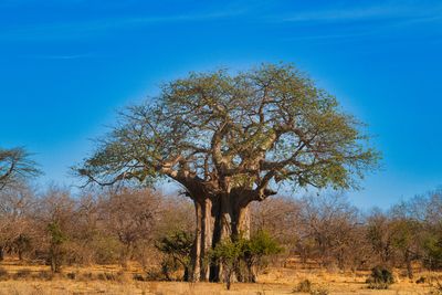 AFR_6711 Baobab Tree: 100 yrs age every metre of circumference