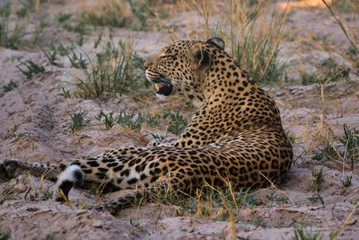 CHI_2254 Big Male Leopard