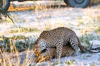 CHI_2282 Big Male Leopard Breeding