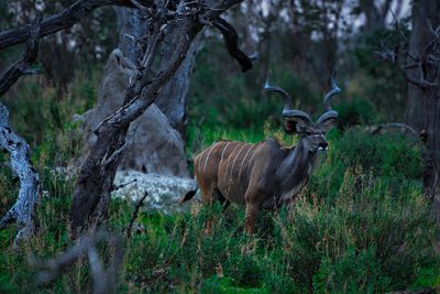 CHT_0795 Greater Kudu Bull
