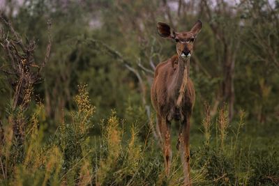 CHT_0791 Greater Kudu Female