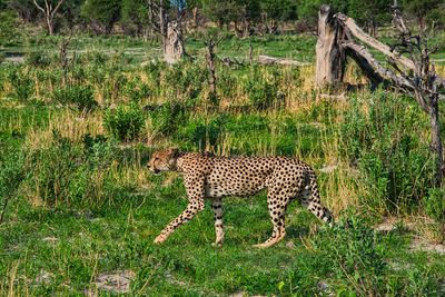 CHT_0985 Healthy Male Cheetah