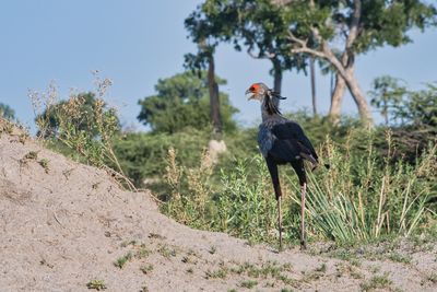 MBO_3216 Secretary Bird