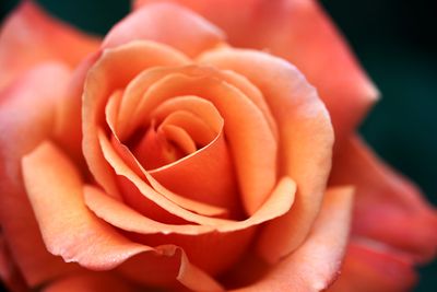 2025 flower