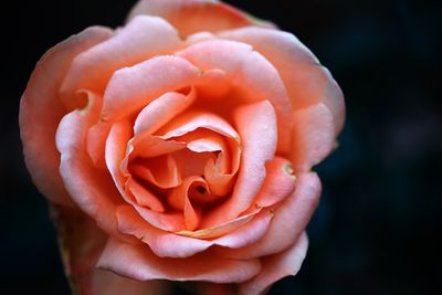 DSC_9985---.jpg