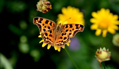 DSC_0819--.jpg