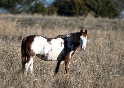 Bee-Be Horse 