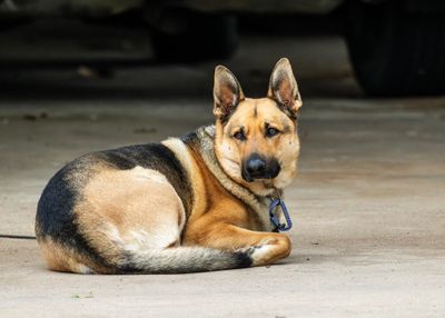 Scout-Neighbor Dog - 80 yard photo