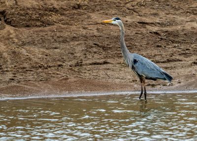 Blue Heron