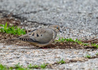 Dove 1.4 extended 