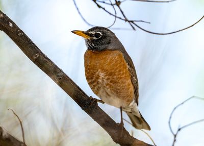 Robin 4-12-2025