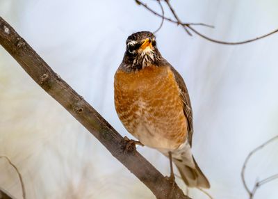 Robin 4-12-2025