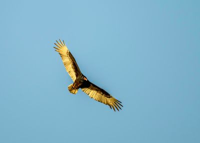American Vulture 