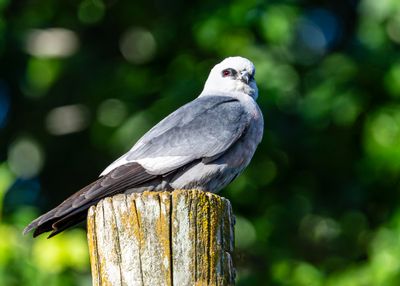 Mississippi Kite