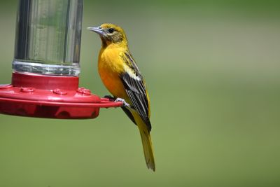 Oriole 