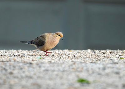 Dove - example of the thin focus area at 35 yards