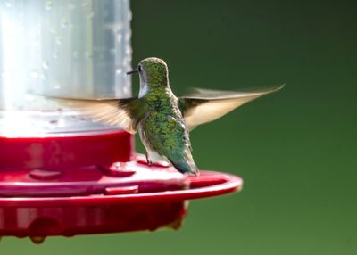 Humming Bird 