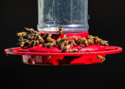 Honey Bees