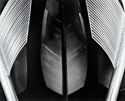 Feathers Sculpture-Midleton 3.jpg