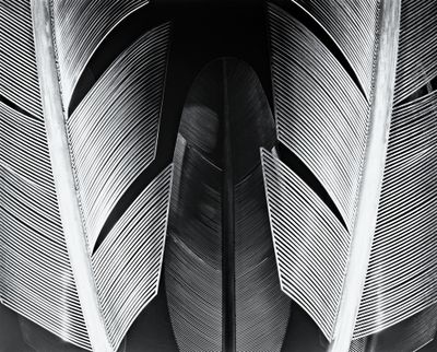 Black And White Film